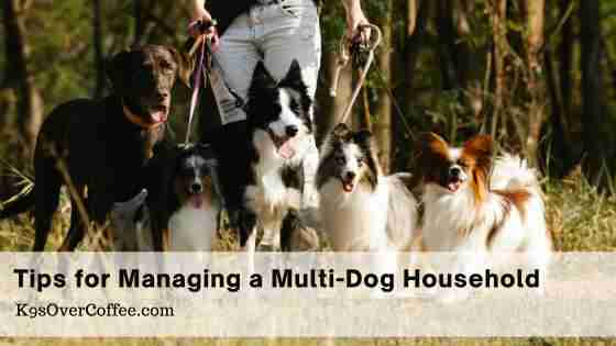 The Pack Dynamic: Tips for Successfully Managing a Multi-Dog Household