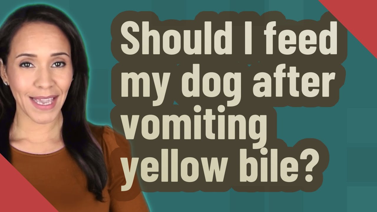 Dog Vomiting Yellow Bile