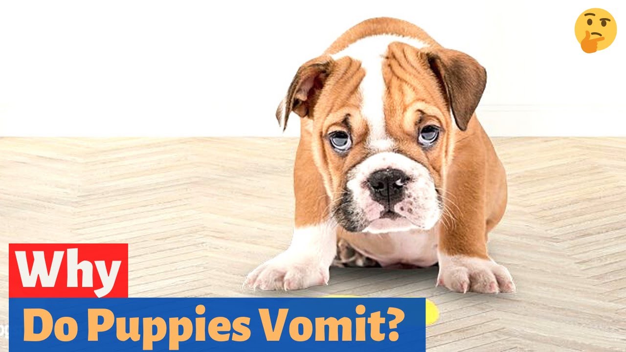 Understanding Puppy Vomiting: Causes & Solutions