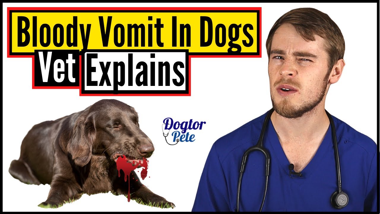 Why Is My Dog Throwing Up Blood?  |  Understanding Bloody Vomit in Dogs