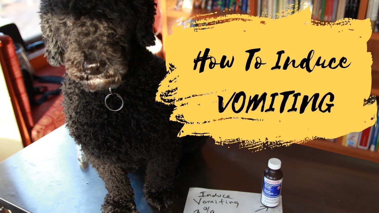 Should You Induce Dog Vomiting Safely? Know the Signs First