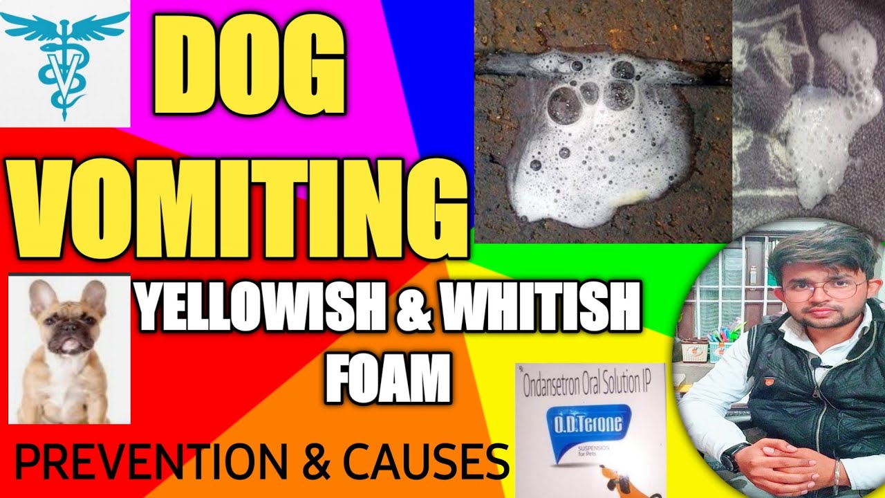 Dog Vomiting Yellow Foam: Causes, Treatment & Prevention