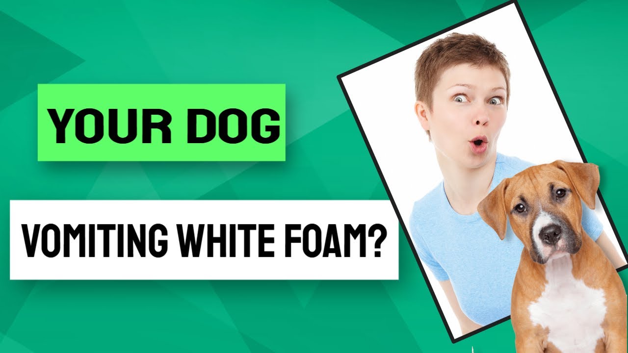 Dog Vomiting White Foam: Causes & What To Do