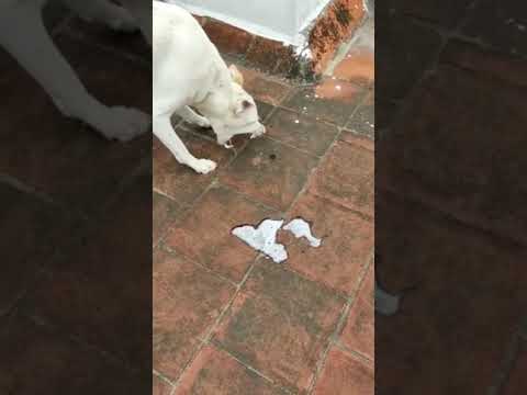 Dog Vomiting White Foam