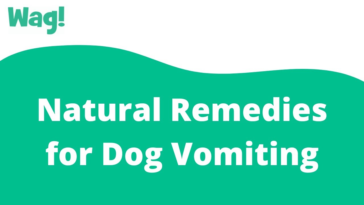 Natural Dog Vomiting Remedies: Soothe Your Pup's Tummy