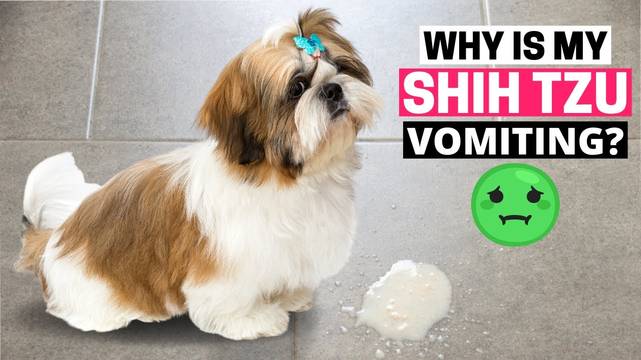 Why Is My Shih Tzu Vomiting? Causes & Treatment