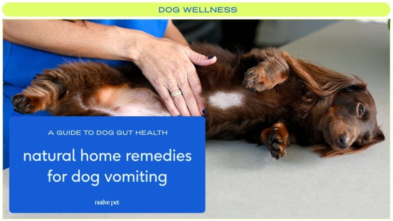 Natural Dog Vomiting Remedies
