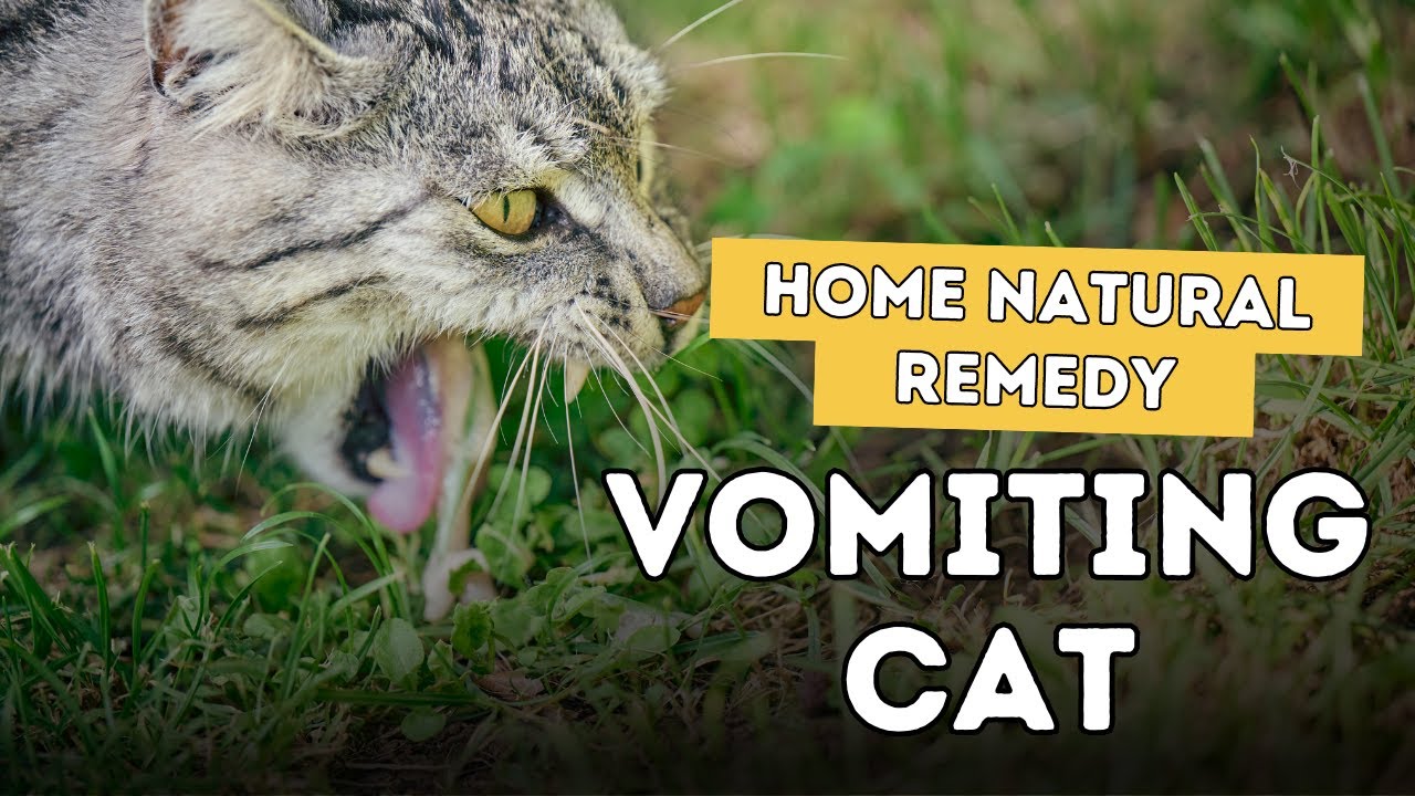 Cat Vomiting Remedies: 5 Ways to Soothe Your Feline Friend