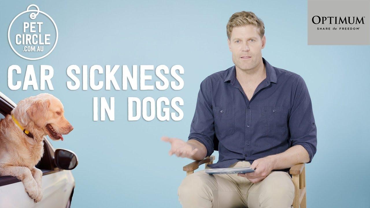 Prevent Car Sickness in Dogs: Dr. Chris Brown's Q&A