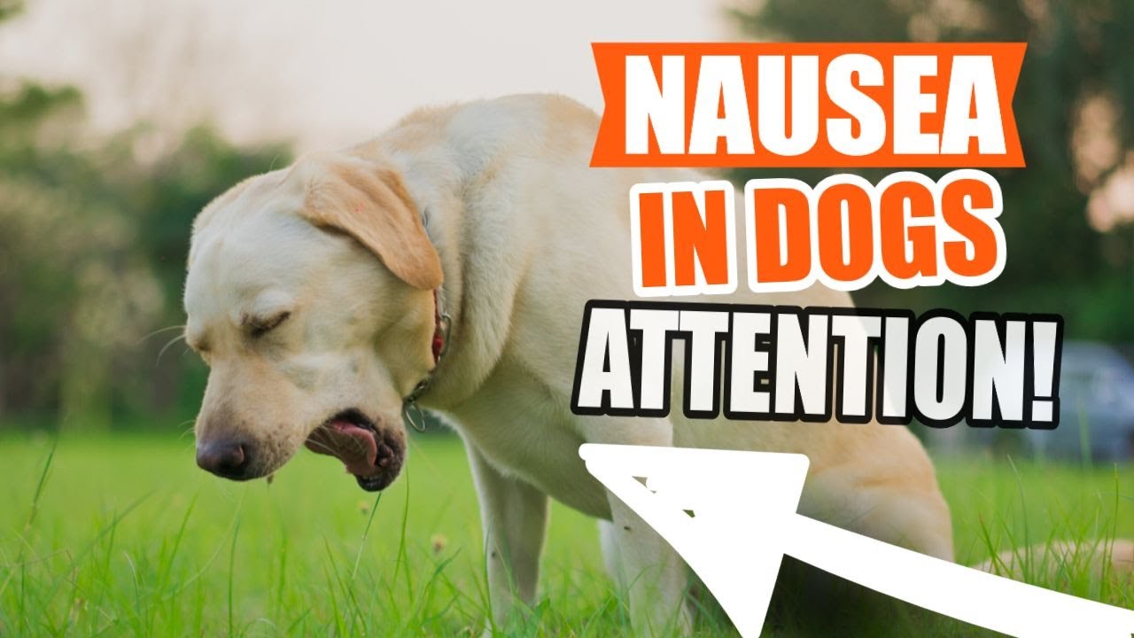 Dog Nausea Symptoms: Causes, Treatment & What To Do