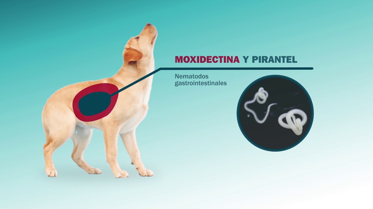 Simparica Trio for Dogs: Protection Against Parasites