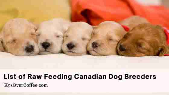 Raw Fed Canadian Dog Breeders