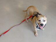 Find Your “New Groove” with an Adoptable Ohio Dog  Slug: adoptable-ohio-dog-new-groove