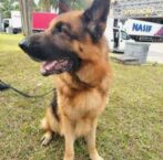 Trainer connected with Palo Alto dog’s death charged in Massachusetts case | News