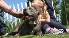 Dog Reunites with Owner after 3 Years – YouTube | barkysupplies