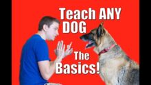 Essential Commands for Happy Dogs: Master Basics
