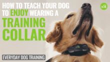 Mastering Dog Training: Using the Training Collar Correctly