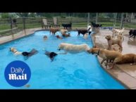 Thirty-nine dogs jump into a pool at Michigan doggy day care, cuteness ensues