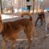 Let’s see what dogs know Spanish at dog daycare today!  #dogdaycare #funnydogs #funnydogvideos