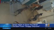 Dogs Open Door For Brief Escape From Doggy Day Care
