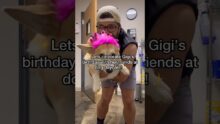 Let’s celebrate Gigi’s 3rd birthday at dog daycare! #dogdaycare #funnydogs #corgi #dogshorts
