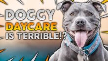 Doggy Day Care Is a TERRIBLE IDEA!?