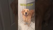 Listening to a voice mail from doggy daycare.. #goldenretriever #funnydogs #dogs #dogmom #comedy