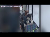 Doggy ‘daycare’ bus in Alaska goes viral on TikTok