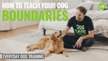How to Teach your Dog Boundaries! Episode 3 #dogcare​ #dogtraining​ #trainingcollar