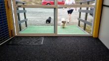 Doggy Daycare Arrival: A Pawsome Welcome for Dogs