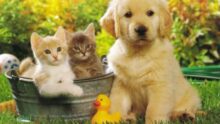 Comprehensive Guide to Pet Care for Dogs