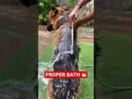 Mastering Dog Care: Professional Home Puppy Bath Guide