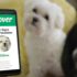Rover’s Guide to Real Pet Care at Home