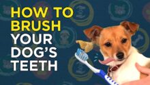 Achieving Pearly Whites: A Paw-some Guide to Brushing Your Dog’s Teeth