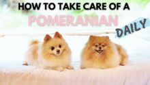 How To Take Care Of A Pomeranian Daily | Ultimate New Pom Owner’s Guide