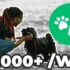 Unveiling My Journey: Starting a Home Dog Boarding Business
