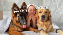 Dog Morning Routine: Establishing a Healthy Start