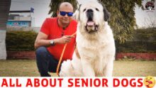 Happy and Healthy Seniors: Caring for All Dog Breeds!