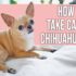 What My Dog Care Routine Looks Like! ASMR