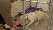 Choosing a Dog Boarding Kennel: Essential Tips for Pet Parents