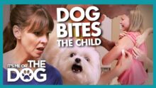 Victoria SHOCKED by Lack of Concern When Child Bitten by Dog | It’s Me or the Dog