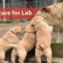 Dr. Aswathy’s Puppy Care Guide in Malayalam (0–3 Months!)