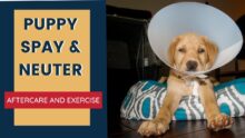 Puppy Spay and Neuter Aftercare and Exercise
