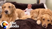 Dog Brothers Claim Newborn Baby Sister as Their Own | The Dodo