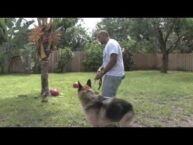 Dog Potty Training Tips: Mastering the Art in 6 Words