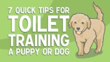 Mastering Puppy Toilet Training: 7 Quick Tips for Success