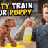 Unleash Backyard Bliss: Create a DIY Dog Potty Paradise