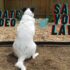 Unleash Backyard Bliss: Create a DIY Dog Potty Paradise