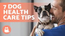 Nurture Your Dog’s Well-Being: 7 Effective Tips for Maintaining Health