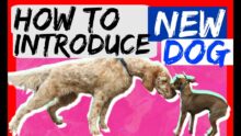 New Dog Welcome Guide: Training Tips for Furry Harmony